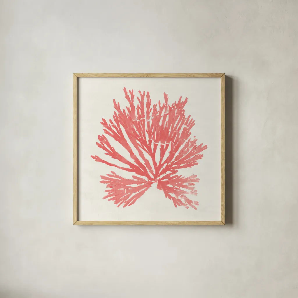 Pacific Sea Mosses II Coral by Wild Apple Portfolio. Shown in a natural wood glass frame for a timeless modern aesthetic. Available as an archival giclee rolled canvas, fine art paper, or poster print. SKU 55905a.