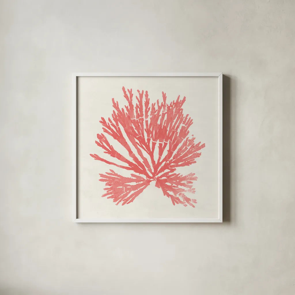 Pacific Sea Mosses II Coral by Wild Apple Portfolio. Shown in a crisp white glass frame for a clean and minimalist style. Available as an archival giclee rolled canvas, fine art paper, or poster print. SKU 55905a.