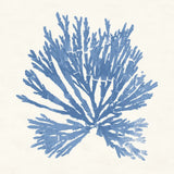 Pacific Sea Mosses II Light Blue by Wild Apple Portfolio. SKU 55913a. Archival Giclee Fine art print for wall decor.