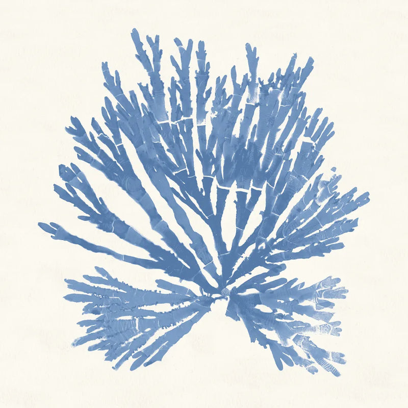 Pacific Sea Mosses II Light Blue by Wild Apple Portfolio. SKU 55913a. Archival Giclee Fine art print for wall decor.