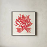 Pacific Sea Mosses II Red by Wild Apple Portfolio. Shown in a sleek black glass frame for a contemporary gallery look. Available as an archival giclee rolled canvas, fine art paper, or poster print. SKU 55917a.