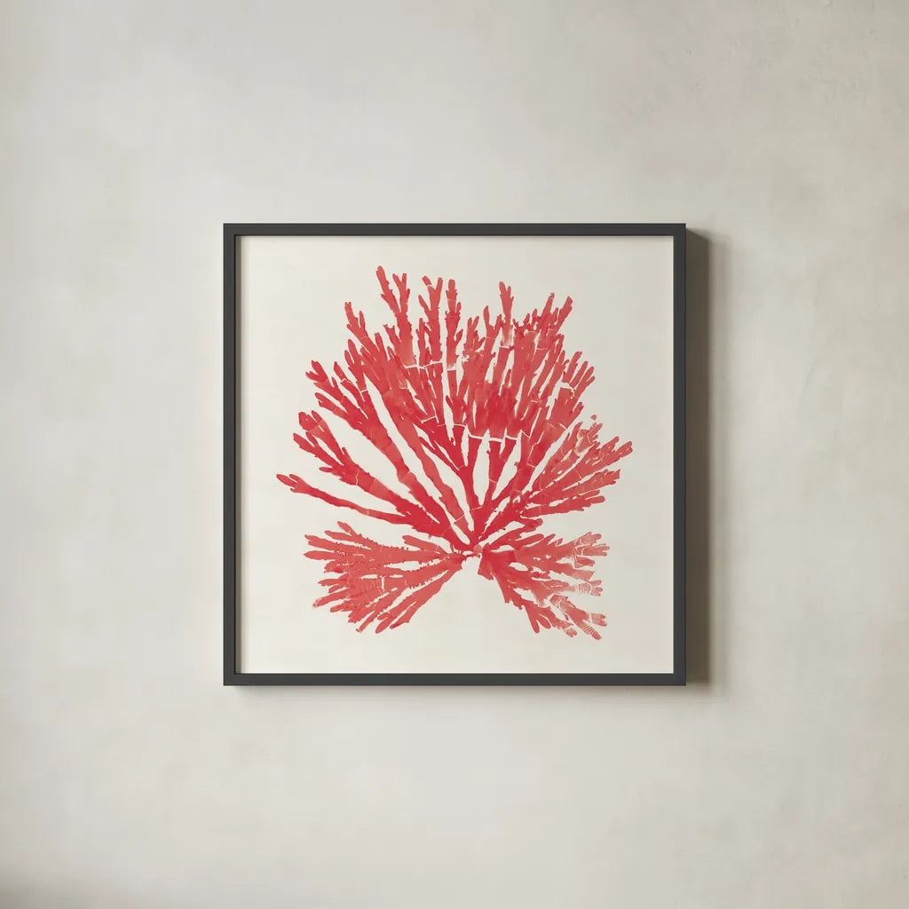 Pacific Sea Mosses II Red by Wild Apple Portfolio. Shown in a sleek black glass frame for a contemporary gallery look. Available as an archival giclee rolled canvas, fine art paper, or poster print. SKU 55917a.
