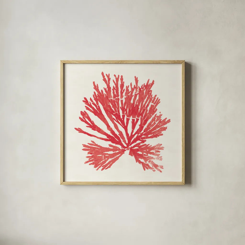 Pacific Sea Mosses II Red by Wild Apple Portfolio. Shown in a natural wood glass frame for a timeless modern aesthetic. Available as an archival giclee rolled canvas, fine art paper, or poster print. SKU 55917a.
