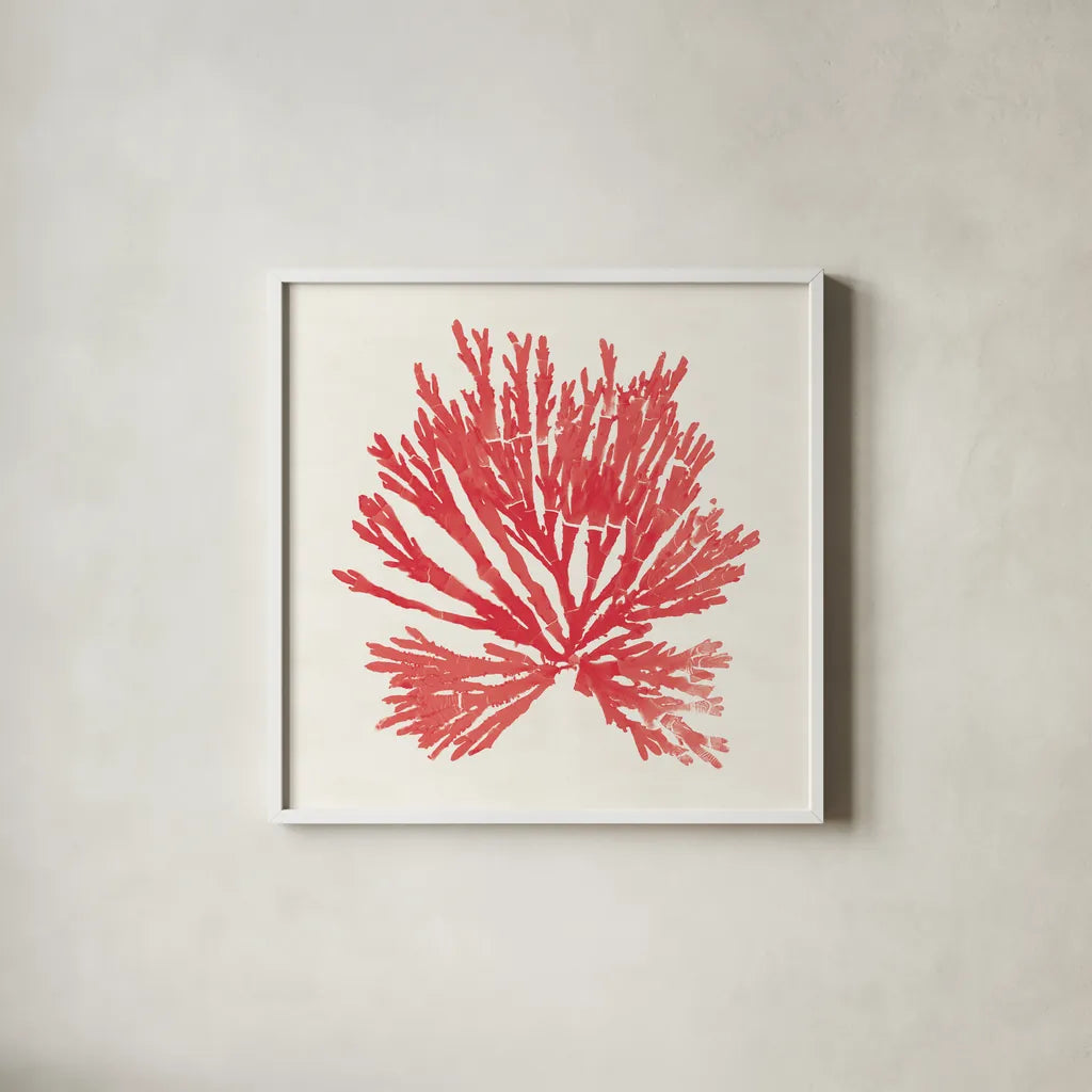 Pacific Sea Mosses II Red by Wild Apple Portfolio. Shown in a crisp white glass frame for a clean and minimalist style. Available as an archival giclee rolled canvas, fine art paper, or poster print. SKU 55917a.