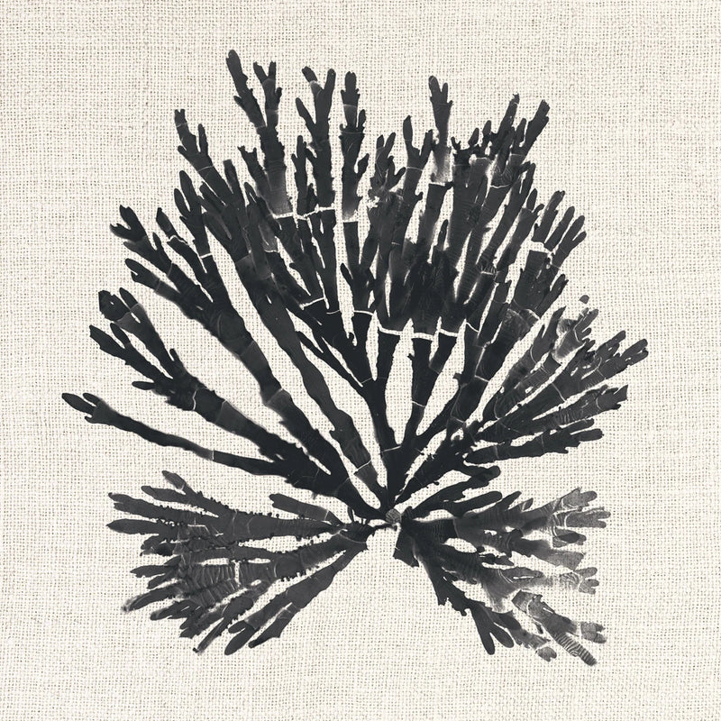Pacific Sea Mosses II on Linen by Wild Apple Portfolio