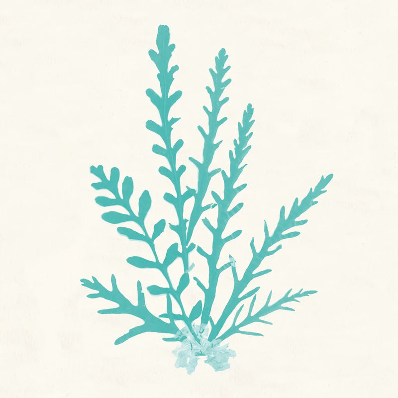 Pacific Sea Mosses III Aqua by Wild Apple Portfolio. SKU 55910a. Archival Giclee Fine art print for wall decor.