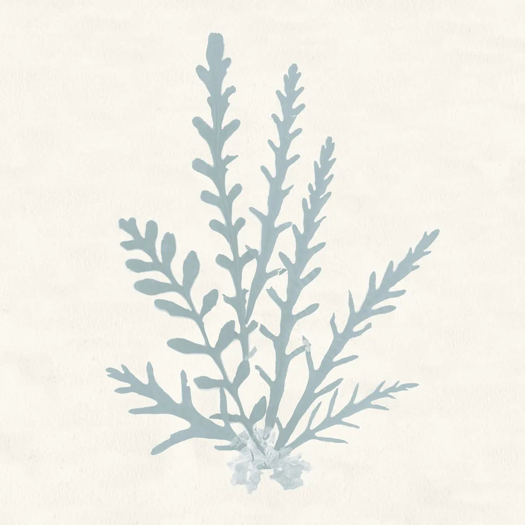 Pacific Sea Mosses III Blue by Wild Apple Portfolio. SKU 87175a. Archival Giclee Fine art print for wall decor.