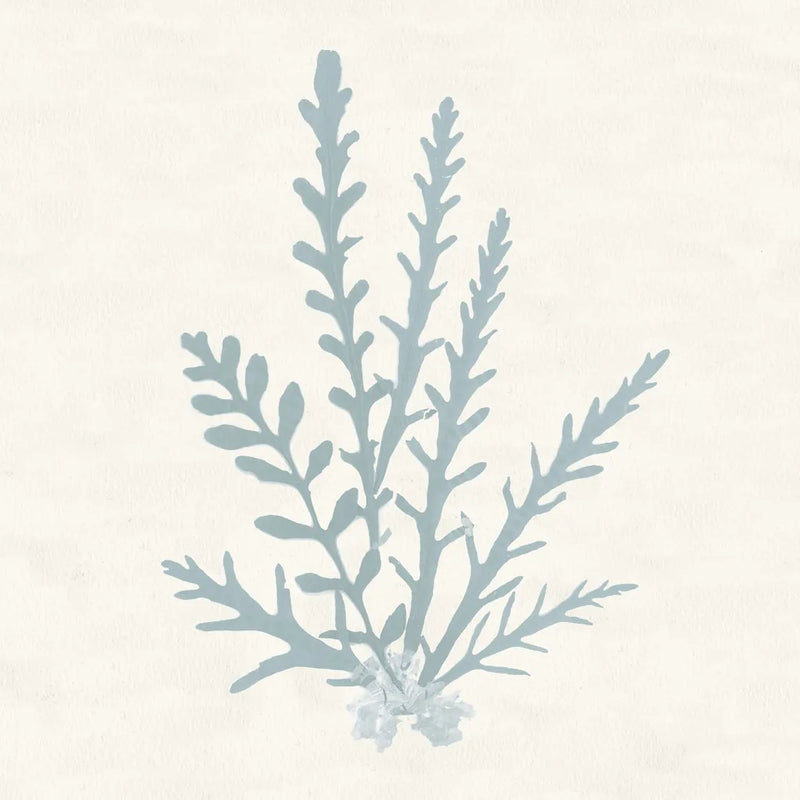 Pacific Sea Mosses III Blue by Wild Apple Portfolio. SKU 87175a. Archival Giclee Fine art print for wall decor.