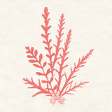 Pacific Sea Mosses III Coral by Wild Apple Portfolio. SKU 55906a. Archival Giclee Fine art print for wall decor.