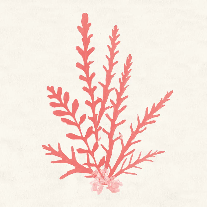 Pacific Sea Mosses III Coral by Wild Apple Portfolio. SKU 55906a. Archival Giclee Fine art print for wall decor.