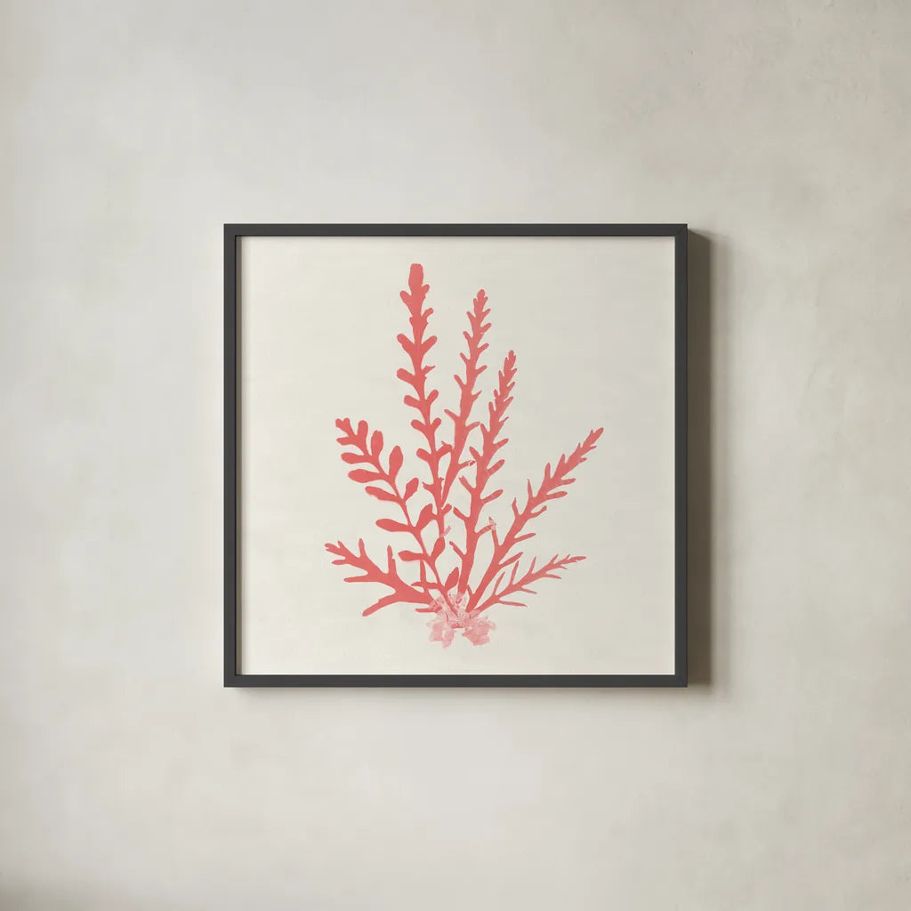 Pacific Sea Mosses III Coral by Wild Apple Portfolio. Shown in a sleek black glass frame for a contemporary gallery look. Available as an archival giclee rolled canvas, fine art paper, or poster print. SKU 55906a.