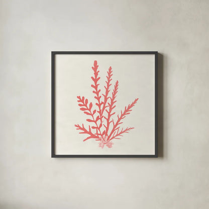 Pacific Sea Mosses III Coral by Wild Apple Portfolio. Shown in a sleek black glass frame for a contemporary gallery look. Available as an archival giclee rolled canvas, fine art paper, or poster print. SKU 55906a.