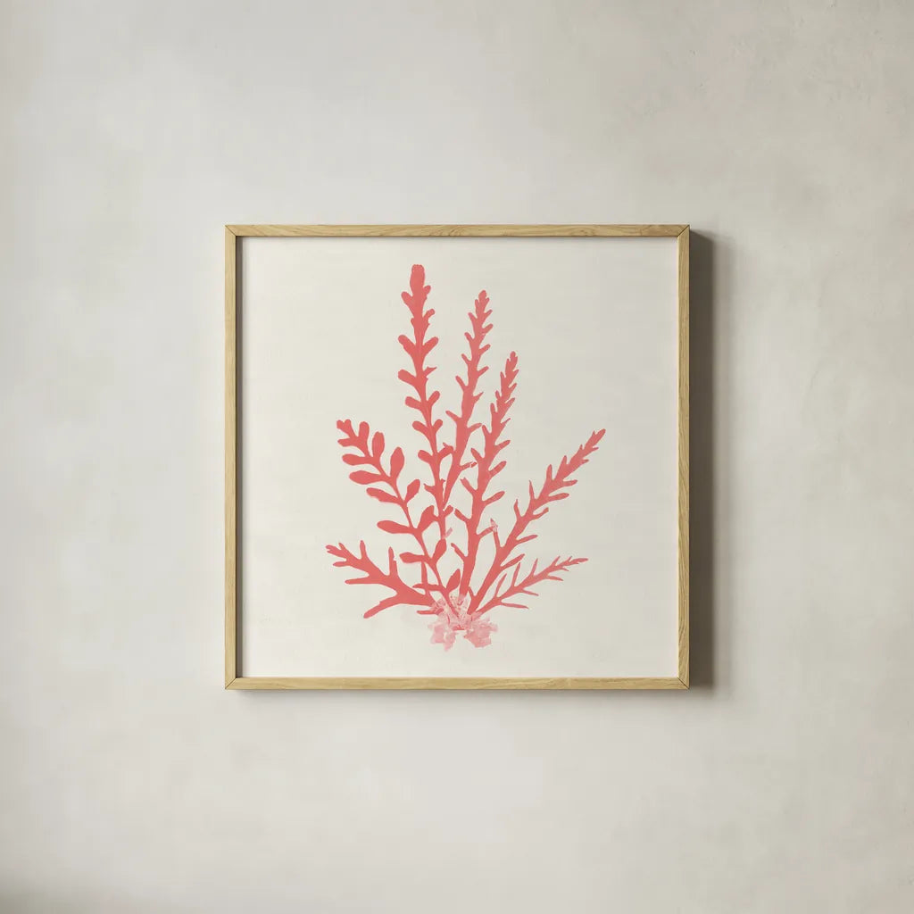 Pacific Sea Mosses III Coral by Wild Apple Portfolio. Shown in a natural wood glass frame for a timeless modern aesthetic. Available as an archival giclee rolled canvas, fine art paper, or poster print. SKU 55906a.