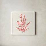 Pacific Sea Mosses III Coral by Wild Apple Portfolio. Shown in a crisp white glass frame for a clean and minimalist style. Available as an archival giclee rolled canvas, fine art paper, or poster print. SKU 55906a.