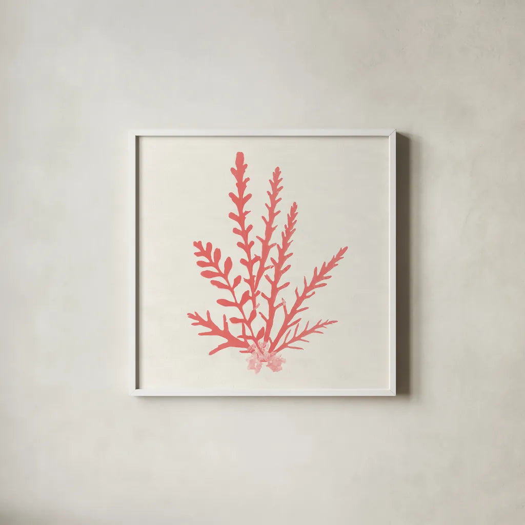 Pacific Sea Mosses III Coral by Wild Apple Portfolio. Shown in a crisp white glass frame for a clean and minimalist style. Available as an archival giclee rolled canvas, fine art paper, or poster print. SKU 55906a.