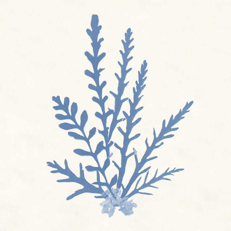 Pacific Sea Mosses III Light Blue by Wild Apple Portfolio. SKU 55914a. Archival Giclee Fine art print for wall decor.