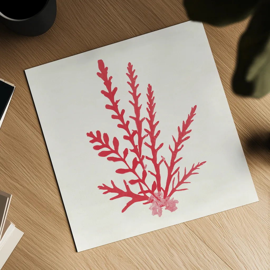 Pacific Sea Mosses III Red by Wild Apple Portfolio. Shown as a detailed flat fine art print, highlighting archival giclee quality. Available as an archival giclee rolled canvas, fine art paper, or poster print. SKU 55918a.