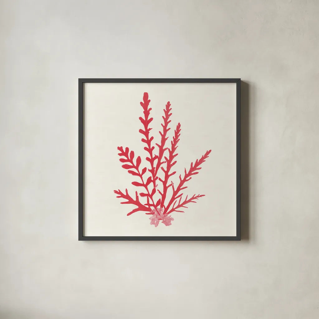 Pacific Sea Mosses III Red by Wild Apple Portfolio. Shown in a sleek black glass frame for a contemporary gallery look. Available as an archival giclee rolled canvas, fine art paper, or poster print. SKU 55918a.
