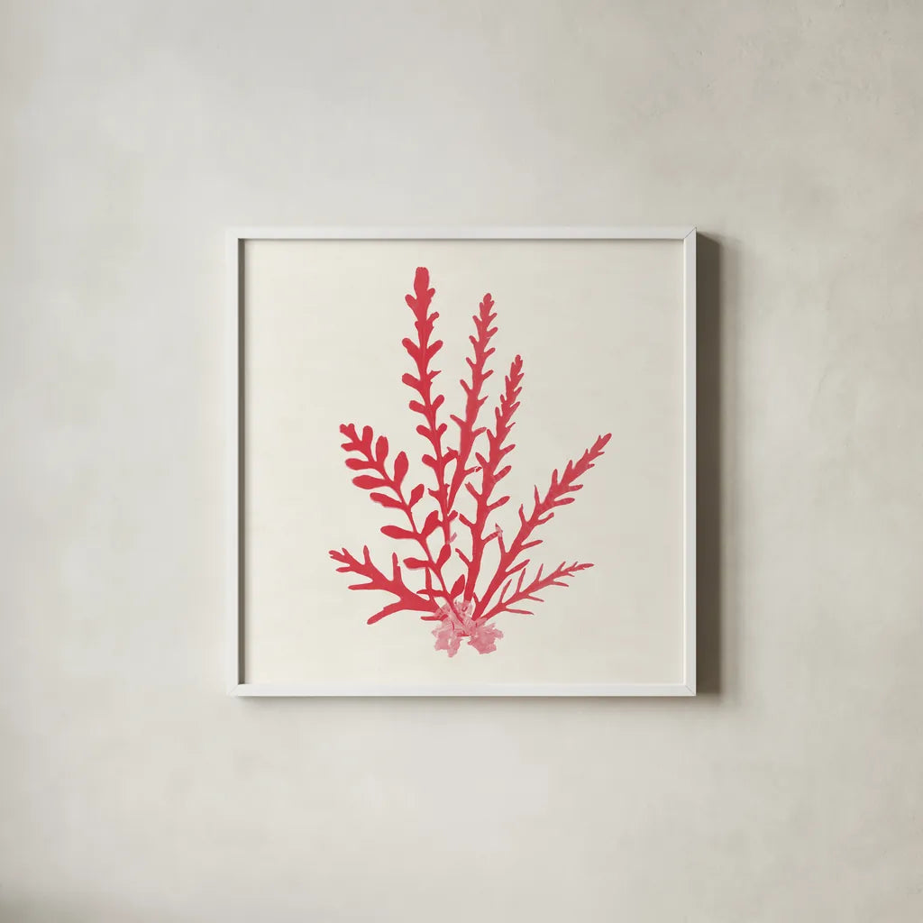 Pacific Sea Mosses III Red by Wild Apple Portfolio. Shown in a crisp white glass frame for a clean and minimalist style. Available as an archival giclee rolled canvas, fine art paper, or poster print. SKU 55918a.