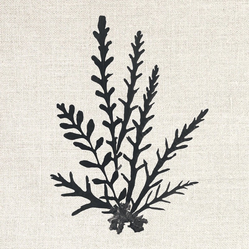 Pacific Sea Mosses III on Linen by Wild Apple Portfolio
