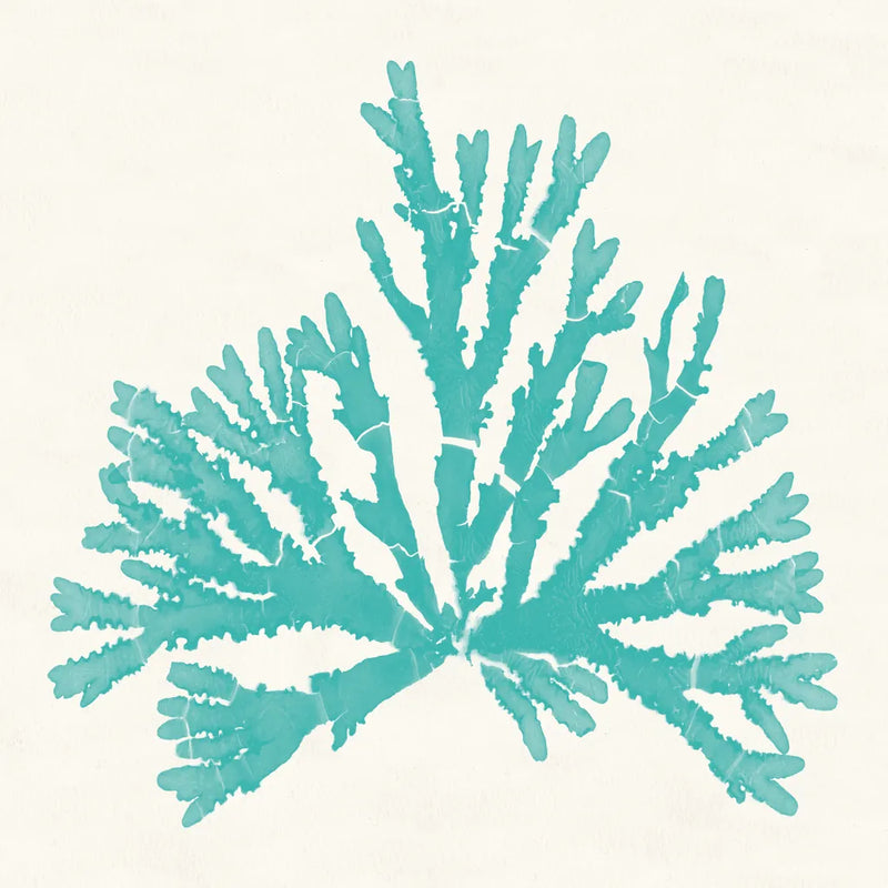 Pacific Sea Mosses IV Aqua by Wild Apple Portfolio. SKU 55911a. Archival Giclee Fine art print for wall decor.