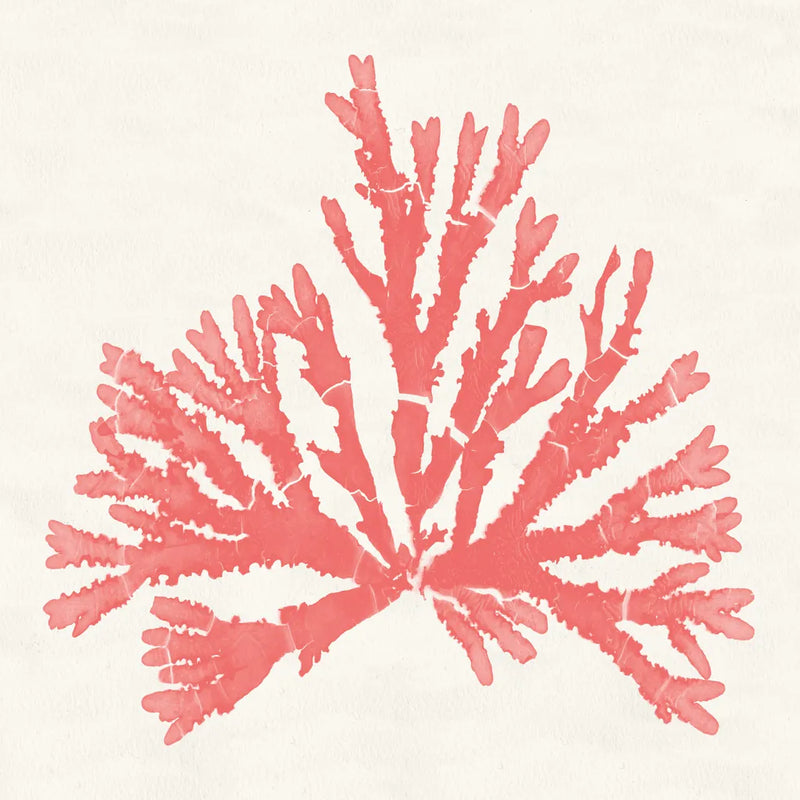 Pacific Sea Mosses IV Coral by Wild Apple Portfolio. SKU 55907a. Archival Giclee Fine art print for wall decor.