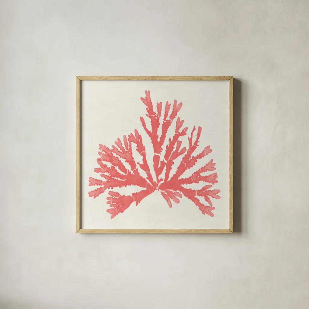 Pacific Sea Mosses IV Coral by Wild Apple Portfolio. Shown in a natural wood glass frame for a timeless modern aesthetic. Available as an archival giclee rolled canvas, fine art paper, or poster print. SKU 55907a.