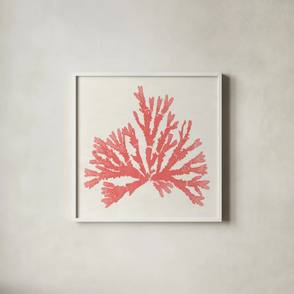 Pacific Sea Mosses IV Coral by Wild Apple Portfolio. Shown in a crisp white glass frame for a clean and minimalist style. Available as an archival giclee rolled canvas, fine art paper, or poster print. SKU 55907a.