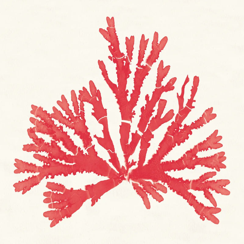Pacific Sea Mosses IV Red by Wild Apple Portfolio. SKU 55919a. Archival Giclee Fine art print for wall decor.