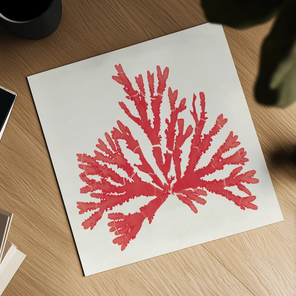Pacific Sea Mosses IV Red by Wild Apple Portfolio. Shown as a detailed flat fine art print, highlighting archival giclee quality. Available as an archival giclee rolled canvas, fine art paper, or poster print. SKU 55919a.