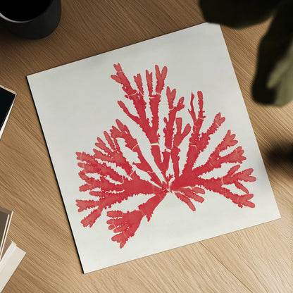 Pacific Sea Mosses IV Red by Wild Apple Portfolio. Shown as a detailed flat fine art print, highlighting archival giclee quality. Available as an archival giclee rolled canvas, fine art paper, or poster print. SKU 55919a.