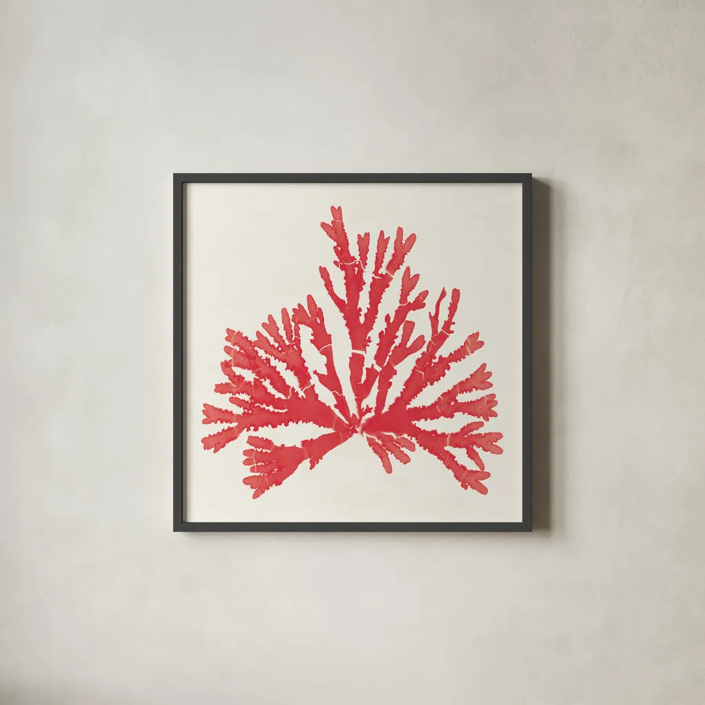 Pacific Sea Mosses IV Red by Wild Apple Portfolio. Shown in a sleek black glass frame for a contemporary gallery look. Available as an archival giclee rolled canvas, fine art paper, or poster print. SKU 55919a.
