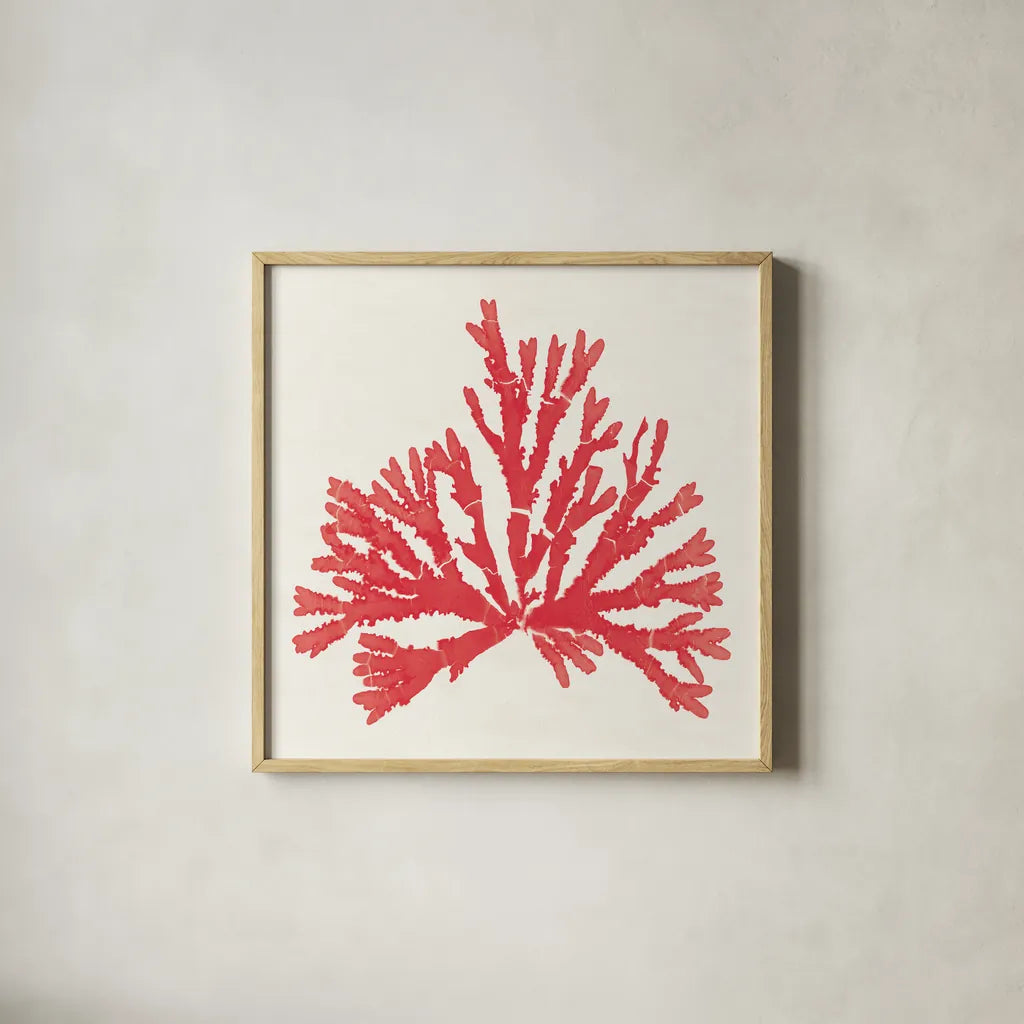 Pacific Sea Mosses IV Red by Wild Apple Portfolio. Shown in a natural wood glass frame for a timeless modern aesthetic. Available as an archival giclee rolled canvas, fine art paper, or poster print. SKU 55919a.