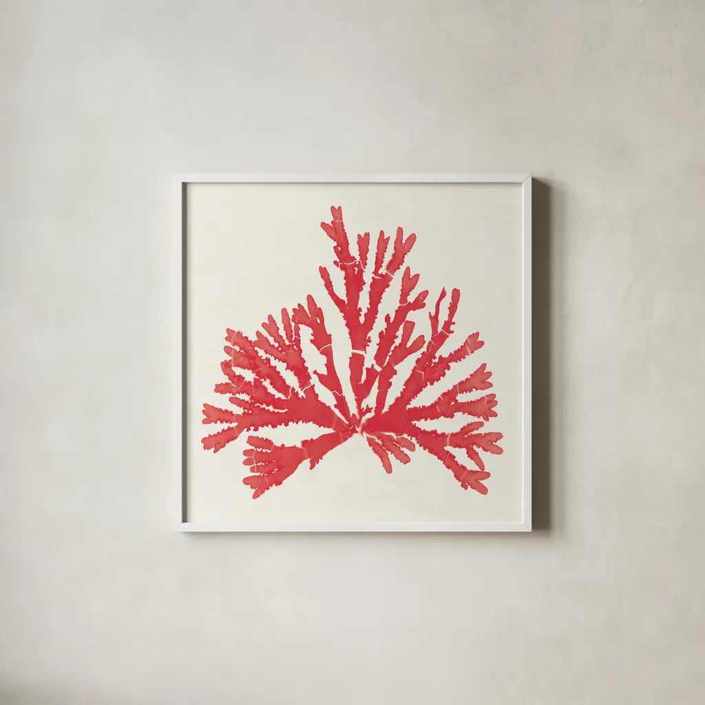 Pacific Sea Mosses IV Red by Wild Apple Portfolio. Shown in a crisp white glass frame for a clean and minimalist style. Available as an archival giclee rolled canvas, fine art paper, or poster print. SKU 55919a.