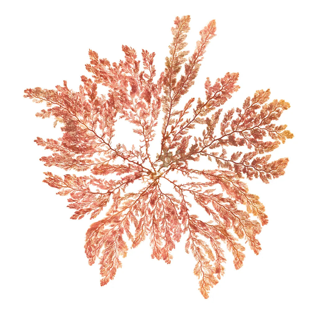Pacific Sea Mosses IV White Sq by Wild Apple Portfolio. SKU 51609a. Archival Giclee Fine art print for wall decor.