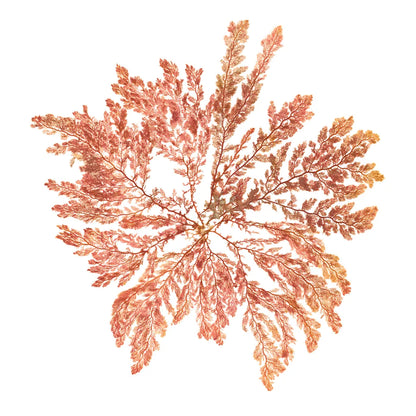 Pacific Sea Mosses IV White Sq by Wild Apple Portfolio. SKU 51609a. Archival Giclee Fine art print for wall decor.