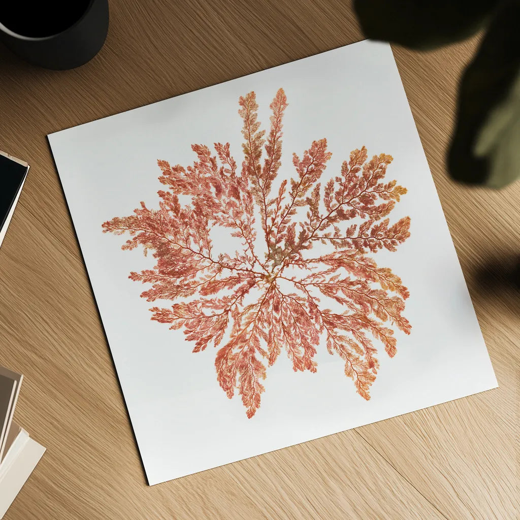 Pacific Sea Mosses IV White Sq by Wild Apple Portfolio. Shown as a detailed flat fine art print, highlighting archival giclee quality. Available as an archival giclee rolled canvas, fine art paper, or poster print. SKU 51609a.