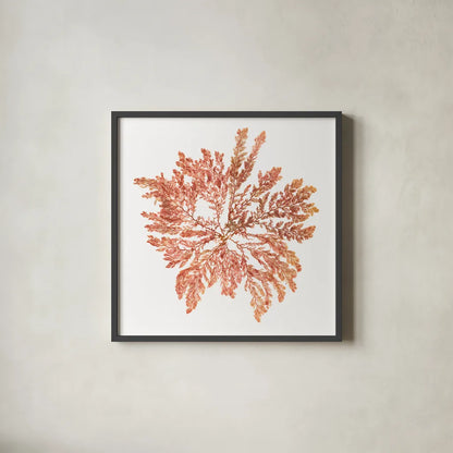 Pacific Sea Mosses IV White Sq by Wild Apple Portfolio. Shown in a sleek black glass frame for a contemporary gallery look. Available as an archival giclee rolled canvas, fine art paper, or poster print. SKU 51609a.