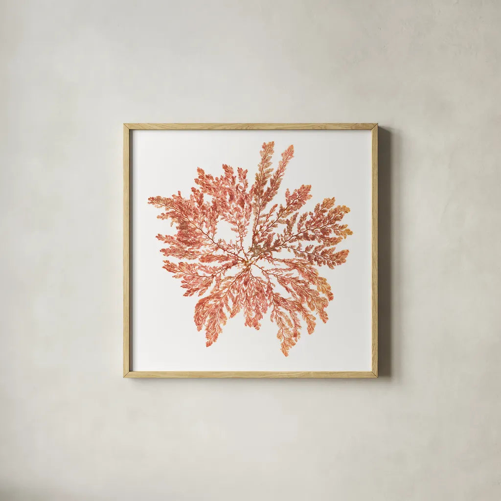 Pacific Sea Mosses IV White Sq by Wild Apple Portfolio. Shown in a natural wood glass frame for a timeless modern aesthetic. Available as an archival giclee rolled canvas, fine art paper, or poster print. SKU 51609a.