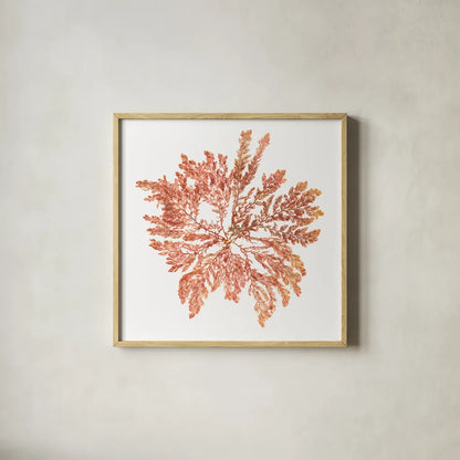Pacific Sea Mosses IV White Sq by Wild Apple Portfolio. Shown in a natural wood glass frame for a timeless modern aesthetic. Available as an archival giclee rolled canvas, fine art paper, or poster print. SKU 51609a.