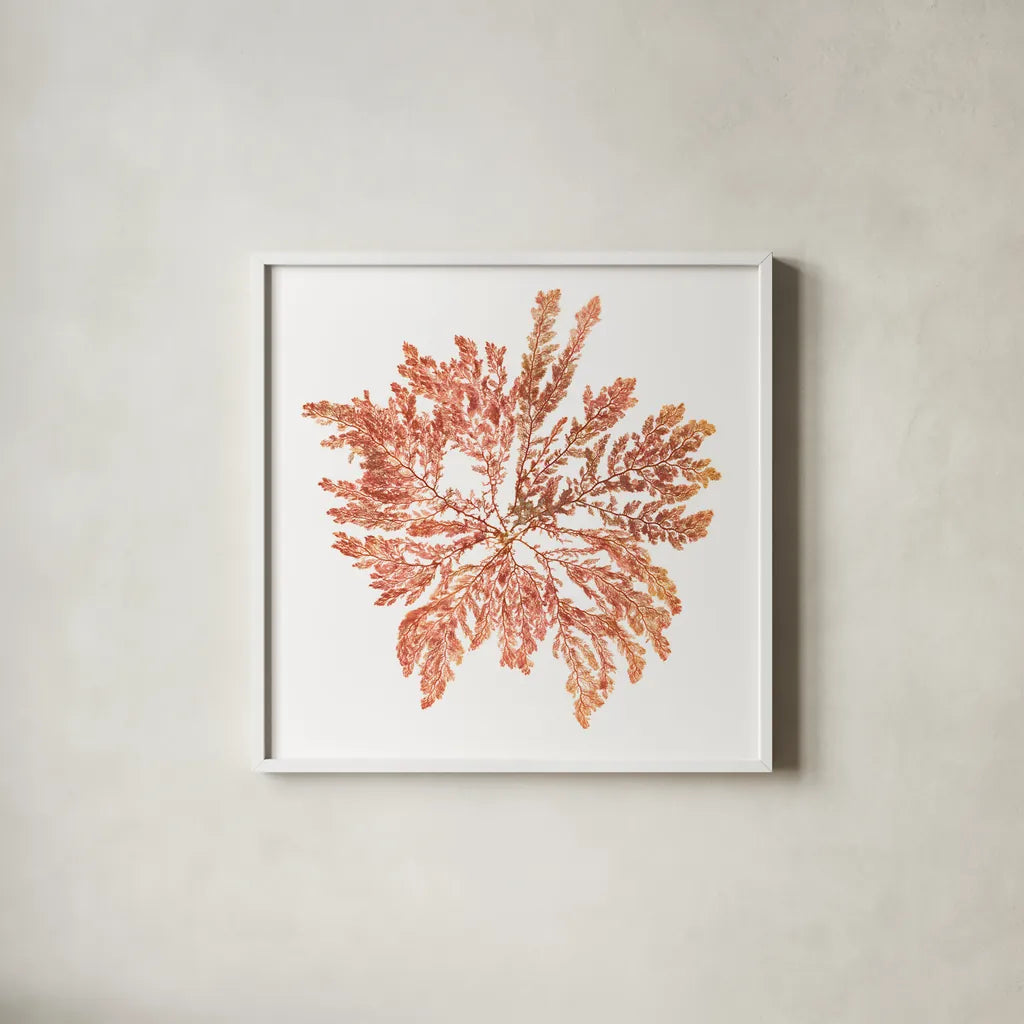 Pacific Sea Mosses IV White Sq by Wild Apple Portfolio. Shown in a crisp white glass frame for a clean and minimalist style. Available as an archival giclee rolled canvas, fine art paper, or poster print. SKU 51609a.
