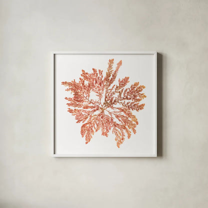 Pacific Sea Mosses IV White Sq by Wild Apple Portfolio. Shown in a crisp white glass frame for a clean and minimalist style. Available as an archival giclee rolled canvas, fine art paper, or poster print. SKU 51609a.