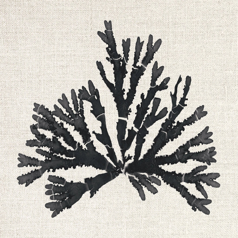 Pacific Sea Mosses IV on Linen by Wild Apple Portfolio