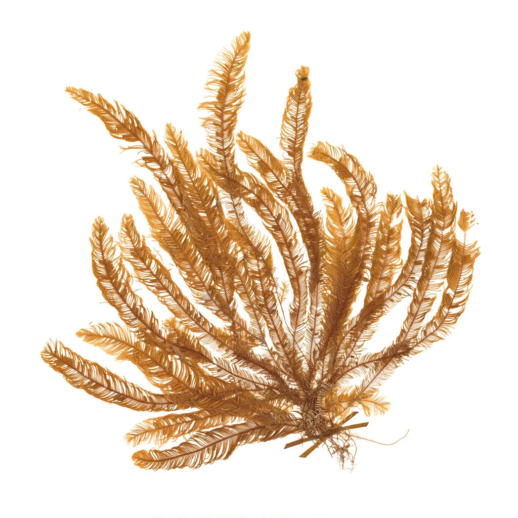 Pacific Sea Mosses VII White Sq by Wild Apple Portfolio. SKU 51610a. Archival Giclee Fine art print for wall decor.
