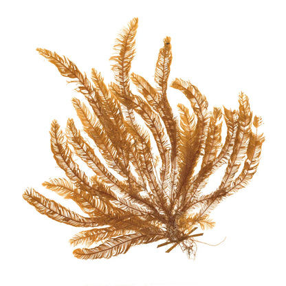 Pacific Sea Mosses VII White Sq by Wild Apple Portfolio. SKU 51610a. Archival Giclee Fine art print for wall decor.