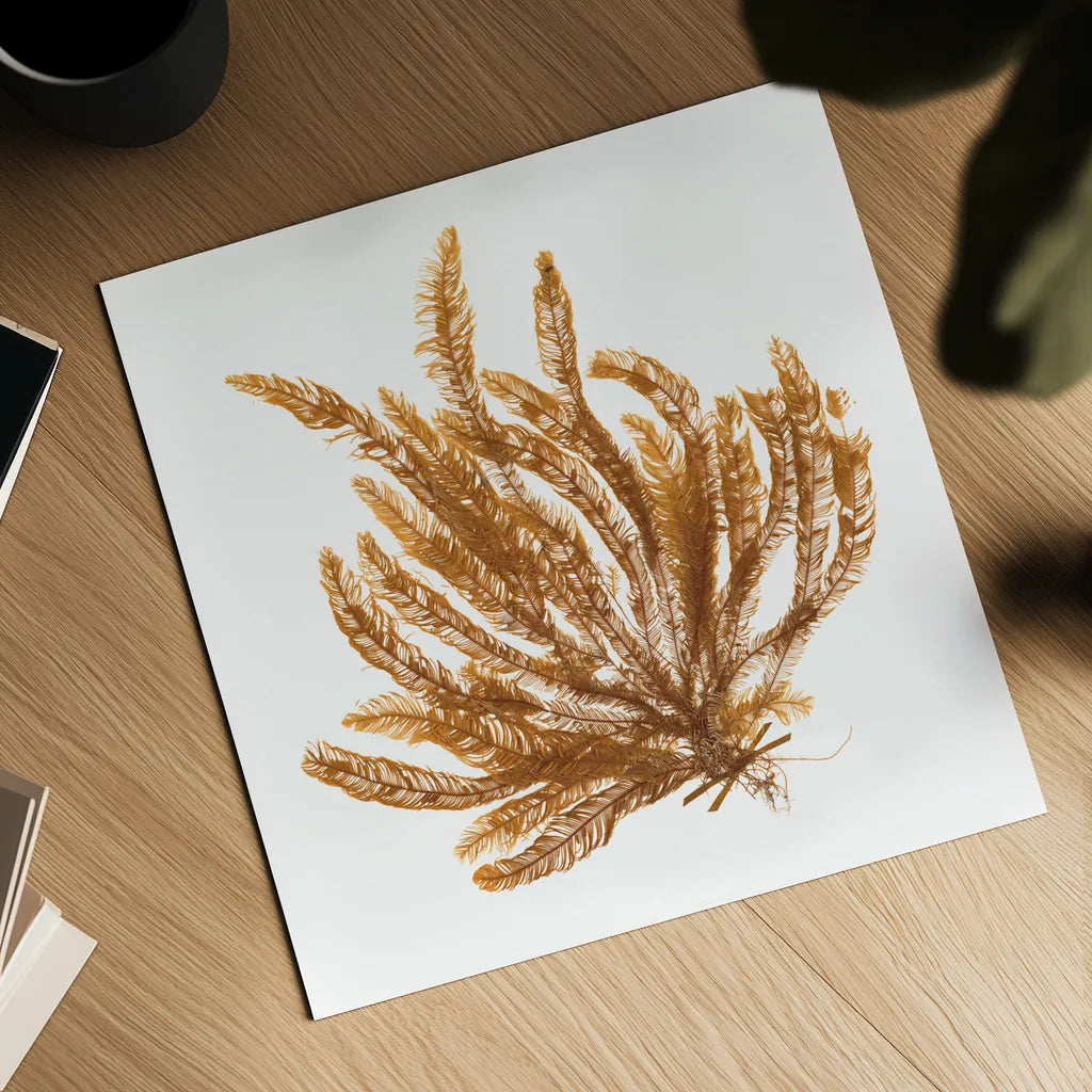Pacific Sea Mosses VII White Sq by Wild Apple Portfolio. Shown as a detailed flat fine art print, highlighting archival giclee quality. Available as an archival giclee rolled canvas, fine art paper, or poster print. SKU 51610a.
