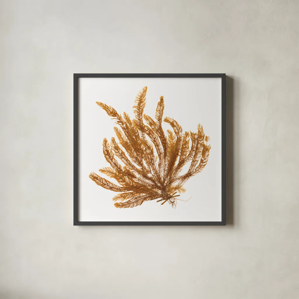 Pacific Sea Mosses VII White Sq by Wild Apple Portfolio. Shown in a sleek black glass frame for a contemporary gallery look. Available as an archival giclee rolled canvas, fine art paper, or poster print. SKU 51610a.