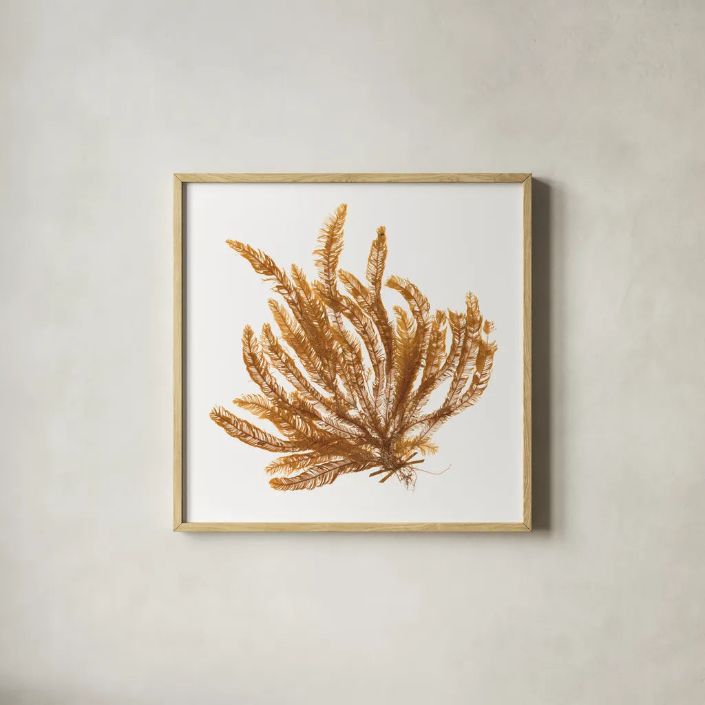 Pacific Sea Mosses VII White Sq by Wild Apple Portfolio. Shown in a natural wood glass frame for a timeless modern aesthetic. Available as an archival giclee rolled canvas, fine art paper, or poster print. SKU 51610a.