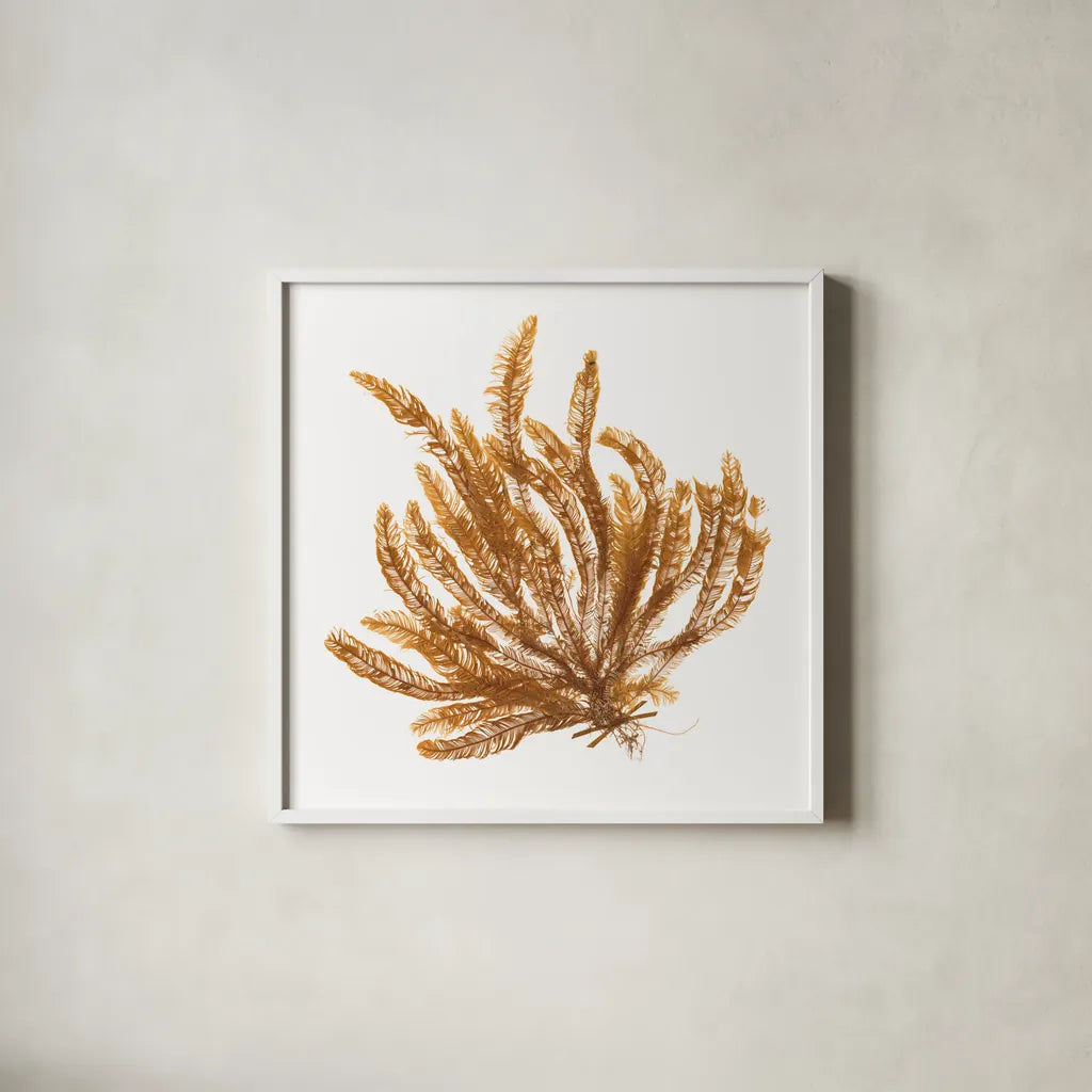 Pacific Sea Mosses VII White Sq by Wild Apple Portfolio. Shown in a crisp white glass frame for a clean and minimalist style. Available as an archival giclee rolled canvas, fine art paper, or poster print. SKU 51610a.