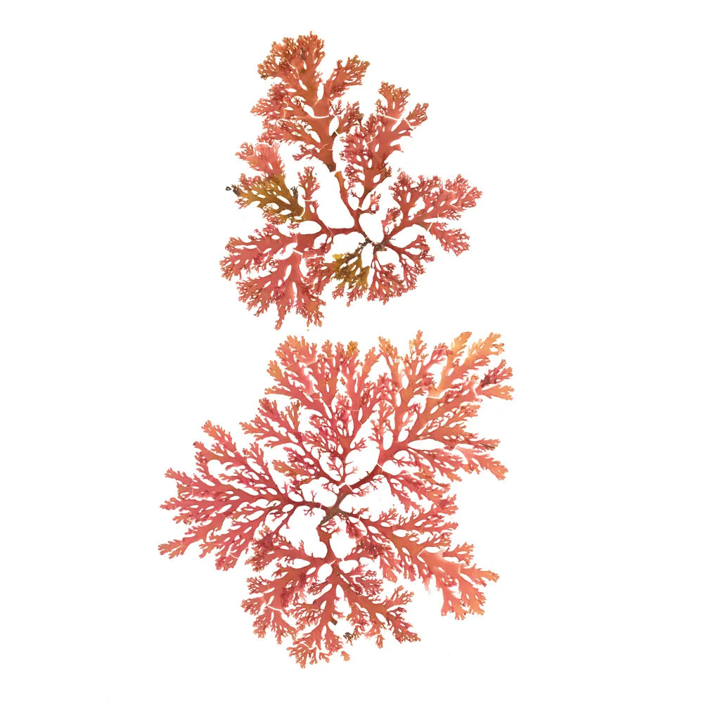 Pacific Sea Mosses VIII White Sq by Wild Apple Portfolio. SKU 51611a. Archival Giclee Fine art print for wall decor.